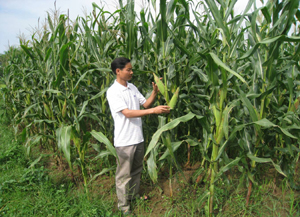 Nông dân xã Lũng Vân (Tân Lạc)  mở rộng diện tích trồng giống ngô lai NK66.