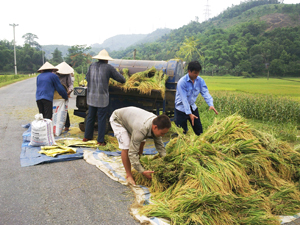 Nông dân xã Cao Dương, Lương Sơn khẩn trương thu hoạch lúa chiêm xuân, giải phóng đất làm vụ hè thu, năng suất ước đạt 53 tạ/ha.