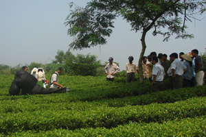 Công ty TNHH MTV Thanh Hà - Hòa Bình hiện có 8,3 ha trồng chè xanh, tuy nhiên theo phương án SX-KD mới, công ty sẽ không tiếp tục đầu tư vào cây chè trong giai đoạn 2014-2020. 

 

