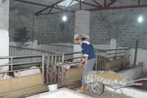 Mô hình chăn nuôi lợn đặc sản của hộ chị Nguyễn Huyền Lương, xóm Chùa, xã Thống Nhất quy mô trên 100 con cho thu nhập từ 30-35 triệu đồng/tháng.