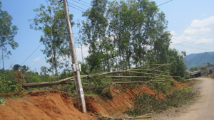 Nhiều cây lâm nghiệp ở xóm Ngay xã Mỹ Hòa (Tân Lạc) bị mưa lốc làm gãy đổ.