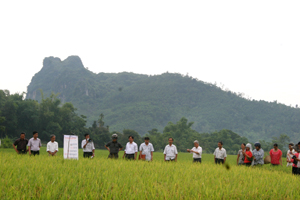 Hội thảo giống lúa 2 dòng Việt Lai 20 tại xóm Thao Cả, Vĩnh Tiến, Kim Bôi.