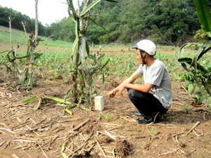 Mốc giới giữa xã Độc Lập và Sủ Ngòi trên vườn gia đình anh Lê Văn Lạc đang canh tác tại khu vực Bưa Bún mới được UBND xã Sủ Ngòi cắm lại tháng 2/2013.