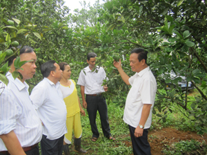 Đồng chí Đinh Duy Sơn, Phó Chủ tịch HĐND tỉnh và thành viên đoàn giám sát thăm mô hình trồng cam của Công ty TNHH MTV 2-9 Hòa Bình.