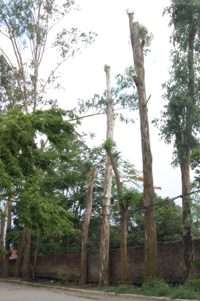 Một số cây dọc đường lên khu vực Nhà nghỉ Công đoàn được chặt tỉa ngọn để tránh đổ, gãy trong mùa mưa bão.