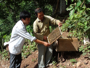 CCB Đinh Công Hải, xã Hợp Đồng (Kim Bôi) duy trì chăn nuôi thường xuyên 12 con bò, 15 con lợn, trên 40 thùng ong lấy mật cho thu nhập mỗi năm gần 200 triệu đồng. 

 

