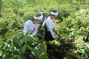 Xã vùng cao Ngọc Sơn, Lạc Sơn phát triển cây cà phê đem lại hiệu quả kinh tế, nâng cao đời sống cho người dân.