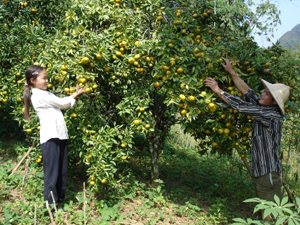 Xã Nam Sơn, (Tân Lạc) phát triển cây quýt ngọt địa phương.
