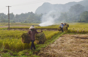 Nông dân xã Cư Yên (Lương Sơn) đốt rơm rạ ngay tại ruộng sau khi thu hoạch – đây là cách xử lý không những gây ô nhiễm không khí mà còn làm mất đi phần lớn lượng dinh dưỡng trong rơm, rạ.
