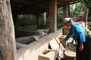 Gia đình bà Bùi Thị Hoa xóm Lục Cả - Kim Bình nuôi lợn phát triển kinh tế hộ gia đình mang lại thu nhập cao. 

