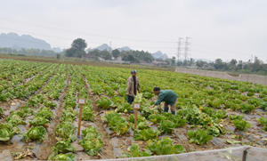Mô hình sản xuất rau an toàn theo quy trình kỹ thuật của Hàn Quốc đã mở ra cơ hội mới cho nông dân xã Yên Lạc nói riêng và sản xuất nông nghiệp của huyện Yên Thủy nói chung.

