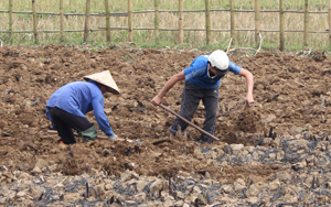 Nông dân xã Phong Phú (Tân Lạc) chuyển đổi cơ cấu cây trồng từ đất lúa 1 vụ sang trồng mía đem lại hiệu quả kinh tế cao. 

