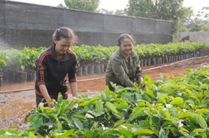 Cán bộ kỹ thuật Công ty TNHH tư vấn đầu tư phát triển nông lâm nghiệp Eakmat (TP Buôn Ma Thuột, Ðác Lắc)  hướng dẫn bà con nông dân chọn giống cây cà-phê cho năng suất cao.