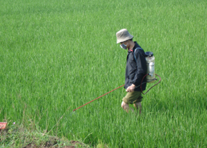 Phun thuốc diệt trừ rầy cho diện tích lúa xuân trà muộn đang giai đoạn phân hóa đòng – ôm đòng trên địa bàn huyện Lạc Sơn.