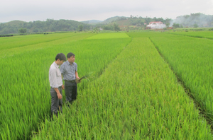Cán bộ Chi cục BVTV và phòng NN&PTNT huyện Lạc Sơn kiểm tra diện tích lúa nhiễm rầy tại xã Phú Lương (Lạc Sơn).