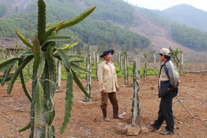 Hiện nay, 16 ha cây ăn quả ở xã Toàn Sơn (Đà Bắc) đã cho hiệu quả kinh tế rõ nét. ảnh: Anh Bùi Văn Mựu (xóm Tân Sơn) đầu tư trồng cây thanh long trên đất bãi.