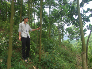 Năm 2014, huyện Lạc Thủy đặt kế hoạch trồng mới 850 ha rừng sản xuất. Cán bộ phòng NN&PTNT huyện Lạc Thủy kiểm tra chất lượng rừng sản xuất tại xã Liên Hòa, một trong những xã khai thác hết quỹ đất để trồng rừng và cây ăn quả.