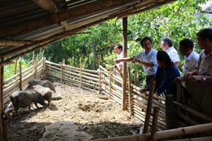 Đoàn công tác Viện Chăn nuôi và các chuyên gia Nhật Bản khảo sát thực tế tại một số hộ chăn nuôi lợn bản địa xóm Giằng 2, xã Cao Sơn (Đà Bắc)


