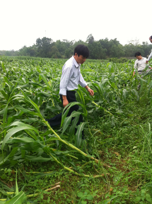Ảnh hưởng của mưa giông và lốc xoáy từ ngày 24-26/4 vừa qua trên địa bàn huyện Lương Sơn gây thiệt hại trên 760 ha ngô. Ảnh: Lãnh đạo Sở NN&PTNT kiểm tra diện tích ngô bị thiệt hại ở xã Long Sơn.

