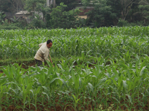 Nông dân xóm Chuông, xã Xuất Hóa (Lạc Sơn) chăm sóc, làm cỏ cho diện tích cây ngô vụ xuân 2014. 

