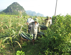 Nông dân xóm Vố, xã Hữu Lợi (Yên Thủy) thu hoạch bí xanh, năng suất bình quân 19,5 tấn/ha, thấp hơn nhiều so với cùng kỳ năm trước.