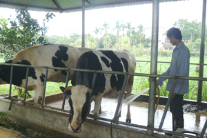 Mô hình nuôi bò sữa ở thôn Trại Sáu, xã Nhuận Trạch (Lương Sơn) đem lại hiệu quả kinh tế cao.

