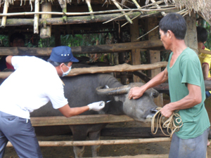 Huyện Cao Phong triển khai tiêm phòng tụ huyết trùng, LMLM cho đàn gia súc trên địa bàn.

