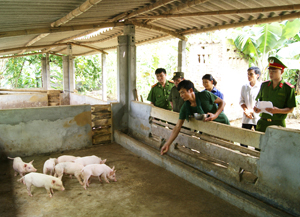 Từ nguồn vốn vay của Quỹ phòng - chống tội phạm, gia đình anh Bùi Văn Ngọ ở xóm Trò xã Hợp Kim đã mở rộng đầu tư chăn nuôi lợn.

   

