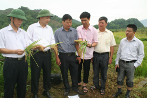 Các đại biểu tham quan đánh giá mô hình cánh đồng mẫu tại xóm Nút, xã Dân Hạ.