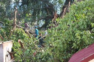 Lực lượng phòng - chống lụt bão tại chỗ phường Chăm Mát – thành phố Hòa Bình được huy động xử lý hiện trường cây đa đổ vào nhà xưởng cơ sở sản xuất và nhà dân.

