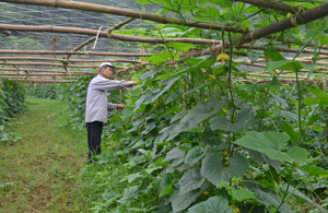 Từ Nghị quyết lãnh đạo của chi bộ, người dân thôn Vai, xã Thanh Nông (Lạc Thủy) đẩy mạnh trồng cây bí xanh đem lại hiệu quả kinh tế cao.   


