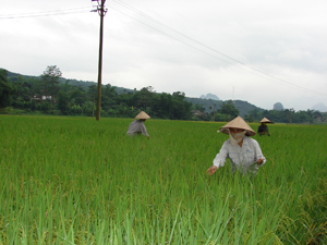 Thực hiện thao tác khử lẫn trên ruộng nhân giống lúa MĐ1 - khâu quan trọng trong quy trình sản xuất hạt giống.