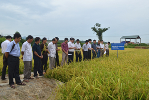 Các đại biểu khảo sát thực tế tại ruộng sản xuất lúa giống MĐ1 của Trại sản xuất giống cây trồng Lạc Sơn