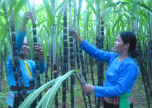 Nông dân xã Dũng Phong (Cao Phong) thi đua sản xuất giỏi, làm giàu từ trồng cây mía tím. 
