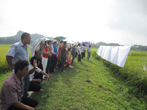 Đại biểu tham quan khu ruộng thực hành chọn tạo giống lúa của lớp FFS trên địa bàn thôn Đồng Sương.

