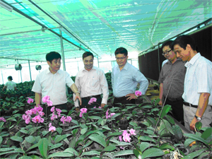 Đồng chí Nguyễn Văn Dũng, Phó Chủ tịch UBND tỉnh kiểm tra mô hình sản xuất lan Hồ Điệp tại Trung tâm Ứng dụng tiến bộ KH&CN.

