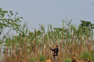Nhờ vốn vay của NHCSXH, người dân bản Dao xóm Đồng Chụa, xã Thống Nhất (TP Hòa Bình) đầu tư trồng mía, từng bước thoát nghèo.

