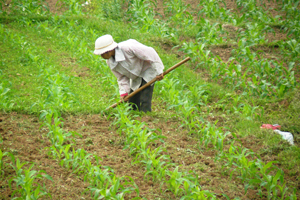 Từ nguồn vốn vay ưu đãi của NHCSXH, nông dân xã Cố Nghĩa (Lạc Thuỷ) đưa các giống ngô mới vào gieo trồng đem lại hiệu quả kinh tế.

