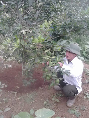 Bí thư chi bộ xóm Tân Thành Trần Ngọc Long chăm sóc vườn cây ăn quả tại vườn nhà. 

