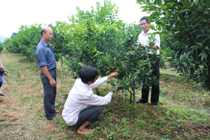 Nhiều hộ gia đình xã Phú Thành (Lạc Thuỷ) mở rộng diện tích trồng cam mang lại hiệu quả kinh tế cao.


 

