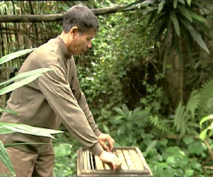 Ông Trần Quốc Tuấn chăm sóc đàn ong.


