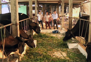 Mô hình nuôi bò sữa đang thu hút nhiều hộ chăn nuôi tại xã Liên Sơn (huyện Lương Sơn).