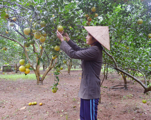 Được bảo hộ chỉ dẫn địa lý, cam Cao Phong tiếp tục mang lại nguồn thu nhập lớn cho nông dân huyện Cao Phong.