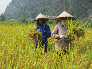 Nông dân xã Lạc Long (Lạc Thuỷ) thu hoạch trà sớm lúa vụ mùa.