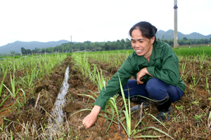 Nhân dân xã Yên Nghiệp chuyển diện tích kém hiệu quả sang trồng mía tím có hiệu quả.