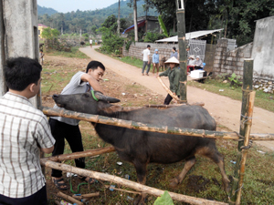 Hộ chăn nuôi xã Kim Bôi (Kim Bôi) tiêm vắcxin phòng tụ huyết trùng cho gia súc vụ xuân – hè.