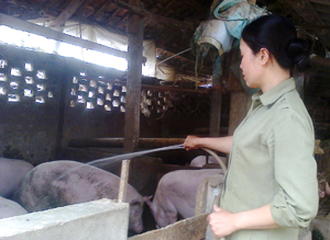 Chị Bùi Thị Hoài đầu tư chăn nuôi lợn cho thu nhập trên 100 triệu đồng /năm.