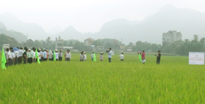 Các đại biểu tham quan mô hình trình diễn giống lúa TBR225 trên địa bàn xã Tân Tiến (Đồng Tâm, Lạc Thuỷ).