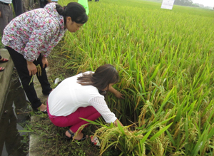 Cán bộ khuyến nông xã An Lạc (Lạc Thủy) kiểm tra tình hình dịch hại trên diện tích lúa xuân 2015.