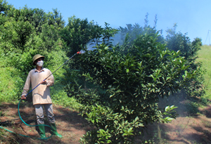 Thực hiện Dự án “Phát triển vùng cây có múi và cải tạo vườn tạp” đến nay, huyện Lạc Thủy đã phát triển được 288,4 ha cam, bưởi đem lại thu nhập cao cho nông dân. ảnh: Nông dân xã Liên Hòa chăm sóc vườn cam gần 3 năm tuổi.


